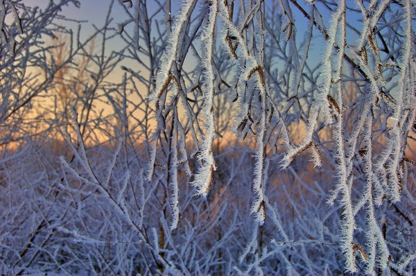 Winterliche Zweige mit Frost (Poster)