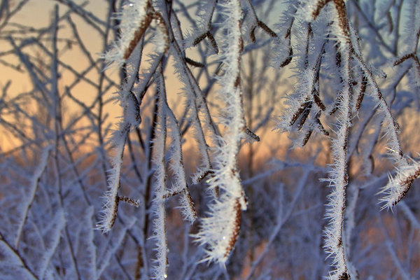 Winterliche Zweige mit Frost (GalleryPrint)
