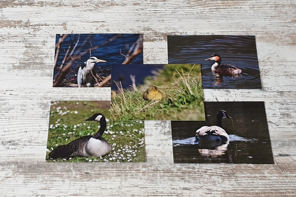 5er Postkartenset Wasservögel