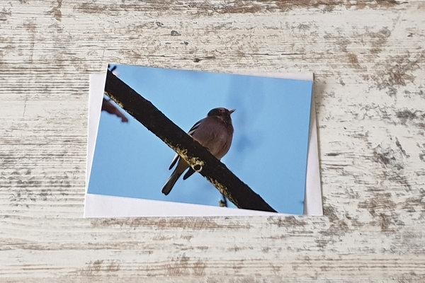 5er Postkartenset Singvögel
