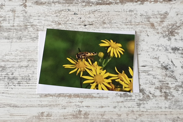 5er Postkartenset Insekten